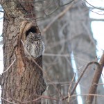 5915b-eastern-screech-owl-sleeping-in-tree-cavity