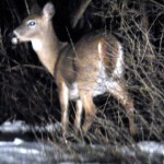 Deer at BS Location - 1/11/13