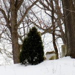 The Graveyard Christmas Tree 1/5/13