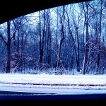 Snowy Woods - 1/23/13