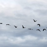 img_5843-canadian-geese-fleeing-bst
