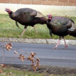 img_6010-gobble-gobble