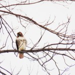 Big Momma Red Tail at KP - 2/2/13