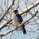 BST in a tree next to parking lot at BS location - 2/10/13