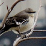 KP Mockingbird 2/23/13