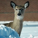 Peek-a-boo Deer at BS - 2/10/13