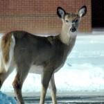 Curious Deer at BS - 2/10/13