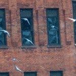 Pigeons Flying over the River - 2/20/13
