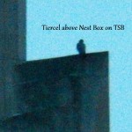 Tiercel on TSB 2/25/13