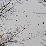 Crows flying past BS on south side 2/28/13