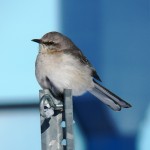 Northern Mockingbird at KP 2/10/13