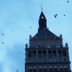 Beauty on K-Tower with the Crows 2/1/13