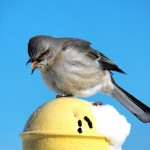 Northern Mockingbird at KP 2/10/13