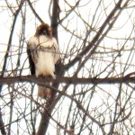Red-tailed Hawk at KP 2/23/13