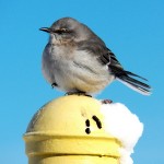 Northern Mockingbird at KP 2/10/13