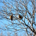 Red-tails in Love? 2/10/13