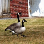 Canada Geese at BS 2/16/13