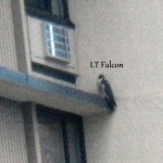 6-lt-falcon