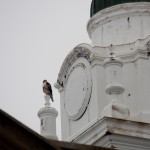 Red-tailed Hawk at John Marshall High School - 2/23/13