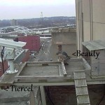 Beauty at Tiercel at the Nest box 2/25/13