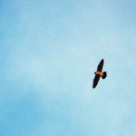 KP Falcon Flying High 2/13/13