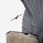 Beauty Flew Up to the SE Wing on the TSB 2/24/13