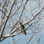 BST in a tree next to parking lot at BS location - 2/10/13