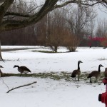 geese-and-turkeys