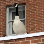 img_0093-rooftop-goose