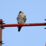 img_7661-watching-a-gull