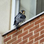 img_7817-awake-for-some-preening