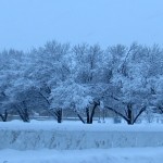 img_7935-pretty-trees-all-in-a-row