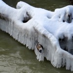 img_8330-ice-formed-on-river-log