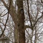 img_9435-find-the-owl