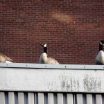 Geese at BS Location 3/9/13