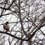 One of the Red-tailed Hawks at KP - 3/21/13