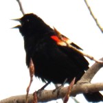 First of Year Red Winged Black Bird 3/10/13