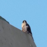 Beauty on Base of Mercury 3/10/13