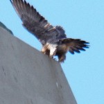 Beauty's Outstretched Wings 3/10/13