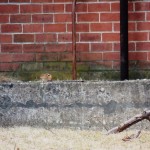 Chipmunk at BS on north side of building. - 3/16/13
