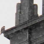 Beauty on the Kodak Tower Launchpad 3/3/13