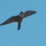 UT Flying Above 3/8/13