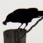 Crow at KP Eating Small Bird on Telephone Pole 3/6/13