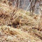 Groundhog aka Swearword at BS - Can you see him? - 3/16/13