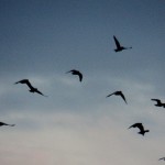 Pigeons Flying to Their Nighttime Roost 3/7/13