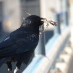 This Crow Landed on the BSB Near Dan & I With a Beak Full of Nesting Material - 3/30/13