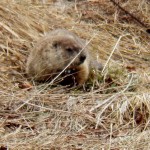 Groundhog aka Swearword at BS - There he is! - 3/16/13