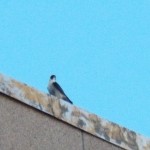 UT - Unbanded Tiercel 3/8/13