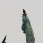 Starling on the Mercury Statue 3/6/13