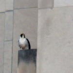 UT - Unbanded Tiercel on TSB 3/8/13